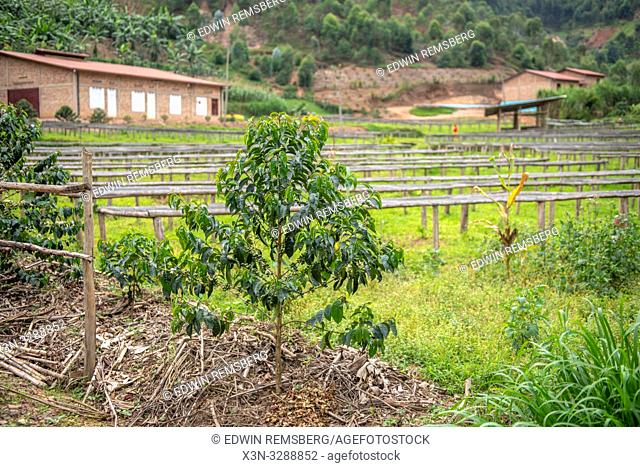Coffee tree growing in front of field full of rows of coffee drying racks in Rwanda