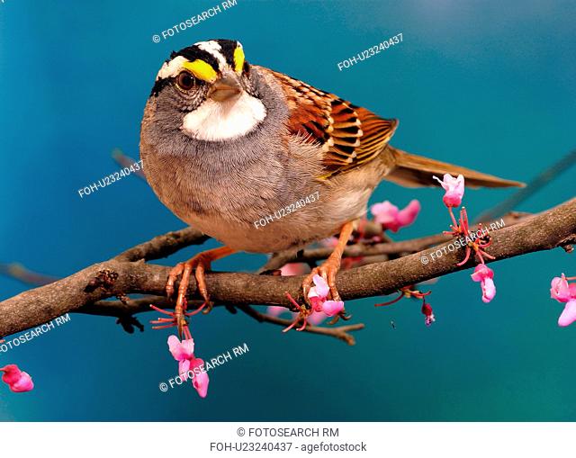 design sparrow albicollis animals wildlife birds