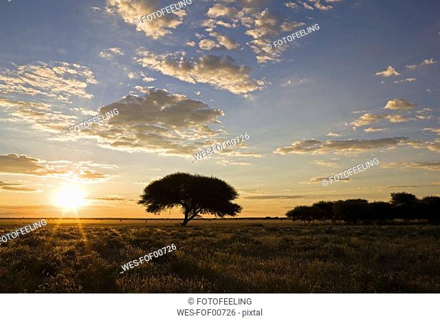 Africa, Botswana, Umbrella-thorn tree Acacia tortilis at sunset