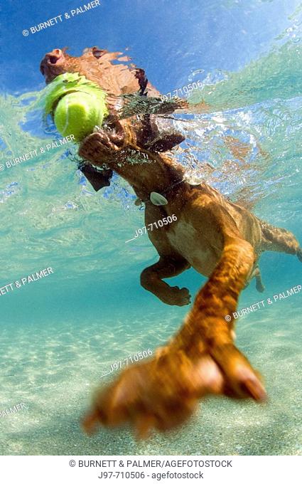 A male canine Vizsla breed retrieves a tennis ball from the shallows of the sea shore, Palm Beach, Florida, Atlantic Ocean, USA