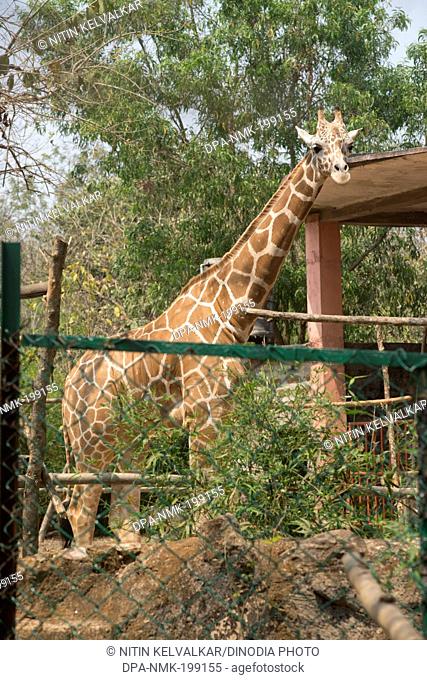 Giraffe, nandankanan zoological park, orissa, Asia, India