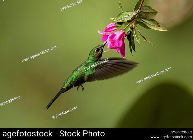 Green-crowned brilliant, heliodoxa jacula, feeding in flight from a blooming flower head. Tiny green hummingbird hovering in the air with wings