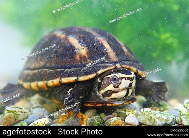 Three-striped folding turtle (Kinosternon baurii), Three-striped folding turtle