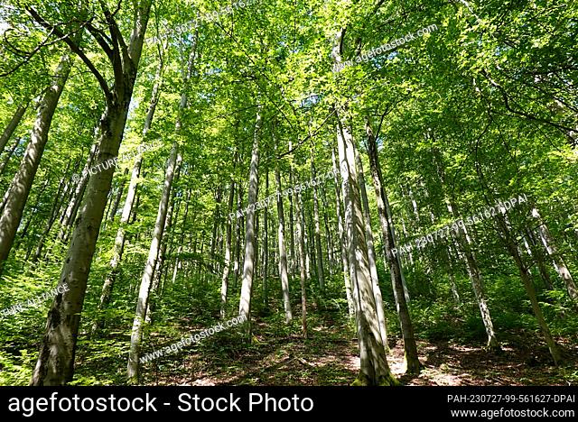 08 July 2023, Lower Saxony, Herzberg/Ot Lonau: Beech forest near Lonau in the Harz National Park. In the midst of the deciduous forest