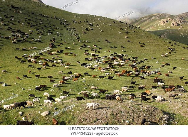A flock of sheep grazing on a Jailoo - typical Kirghiz meadow on which livestock is raised