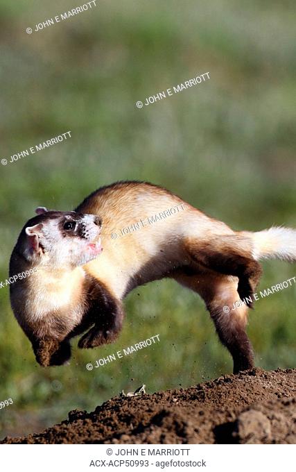 Wild Black-footed Ferret Mustela nigripes, also known as the American polecat or Prairie Dog Hunter, Grasslands National Park, Saskatchewan, Canada