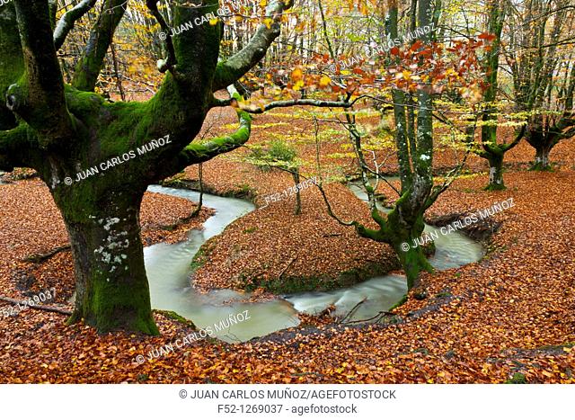 Beech forest in autumn, Gorbea Natural Park, Alava-Vizcaya, Basque Country, Spain
