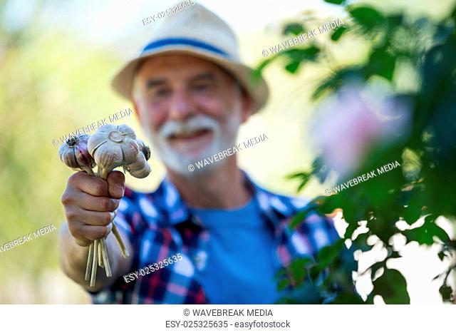Senior man holding freshly picked garlic bulb