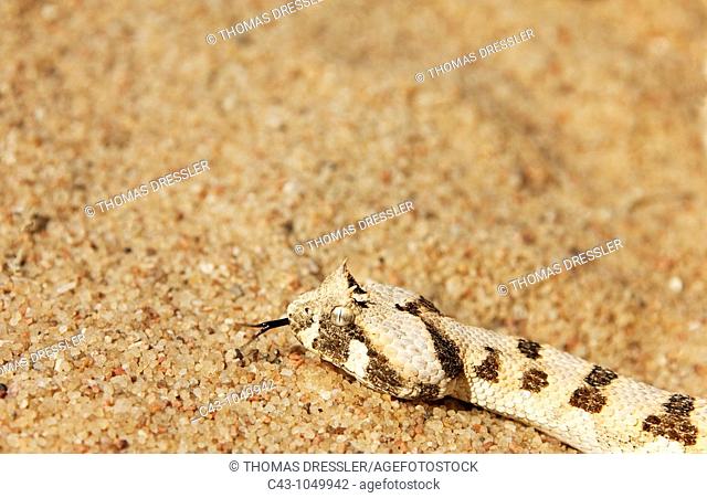 Horned Adder Bitis caudalis - Its venom is mild and not fatal in humans  Living Desert Snake Park, Swakopmund, Namibia