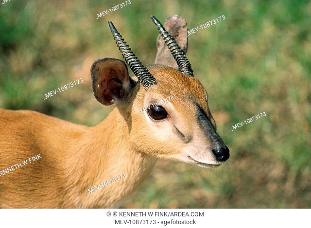 Zulu Suni Antelope - male (Nesotragus moschatus zuluensis )