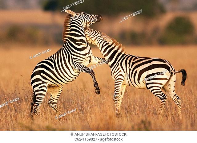 Common or plains zebra (Equus burchellii) fighting, Maasai Mara National Reserve, Kenya