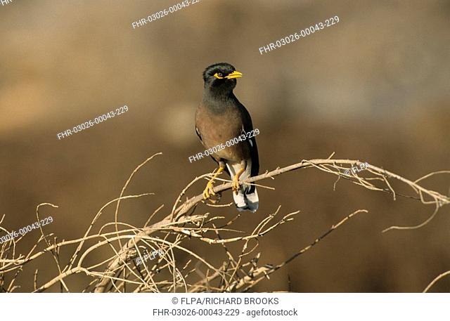 Common Mynah Acridotheres tristis Perched on branch - front view - Oman
