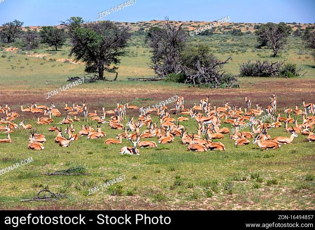 herd of resting Springbok Antidorcas marsupialis, in green Kalahari, deser after rain season, South Africa wildlife