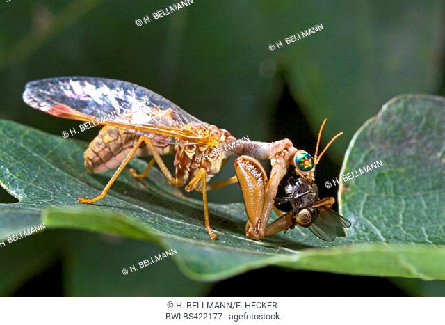 Mantis fly (Mantispa styriaca, Poda pagana, Mantispa pagana), with prey
