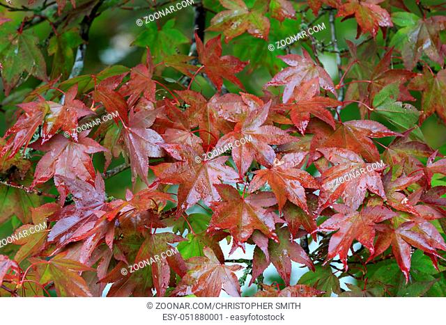 Autumn maple leaves in the rain
