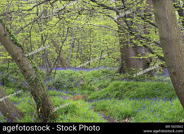 Endymion hyacinth (Hyacinthus) non-scriptus, Scilla non-scripta nonscripta, Atlantic bluebell (Hyacinthoides), English bluebell, lily family