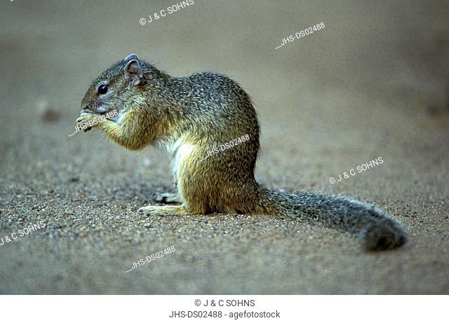Tree Squirrel, Paraxerus cepapi, Kruger National Park, South Africa, adult, on ground, feeding