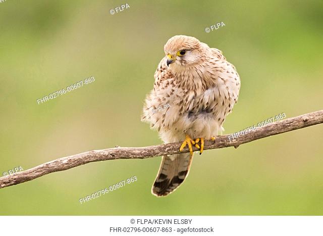 Common Kestrel (Falco tinnunculus) adult female, perched on branch, Hortobagy N.P., Hungary, April