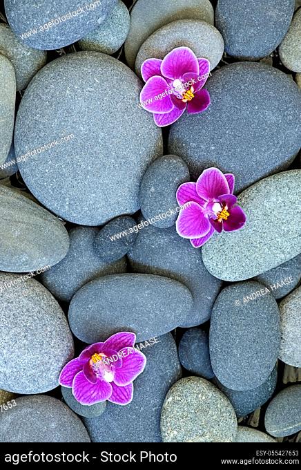 pebble, pebble, orchid