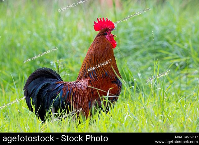 Crowing rooster, summer, Hesse, Germany, Europe