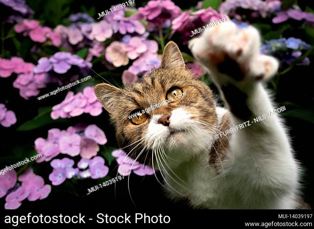 tabby white british shorthair cat in front of blooming hydrangea plant with pink blossoms outdoors raising paw reaching for camera