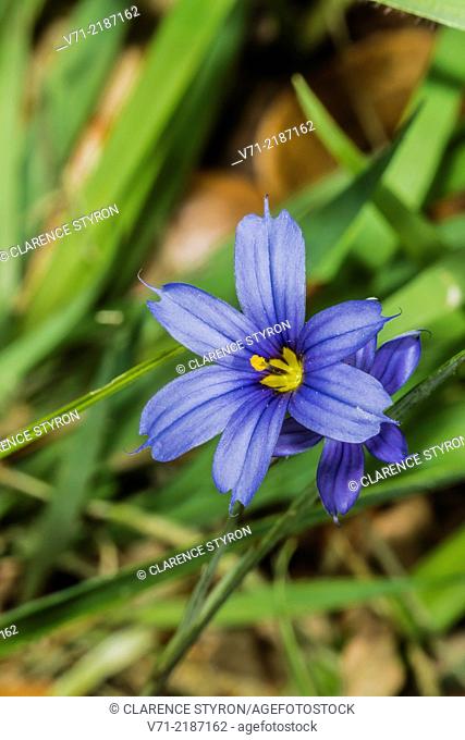 Blue-eyed Grass (Sisyrinchium angustifolium) Spring Flowers
