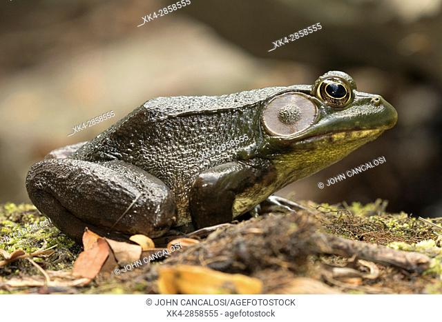 Green frog (Lithobates clamitans), Rana clamitans, New York