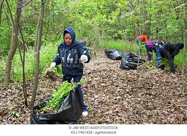 Detroit, Michigan - Volunteers remove garlic mustard (Alliaria petiolata) from Palmer Park. Garlic mustard is native to Europe and Asia; in North America it is...