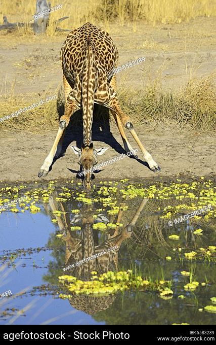 Thornicroft's Giraffe (Giraffa camelopardalis thornicrofti) adult, drinking from waterhole, South Luangwa N. P. Zambia