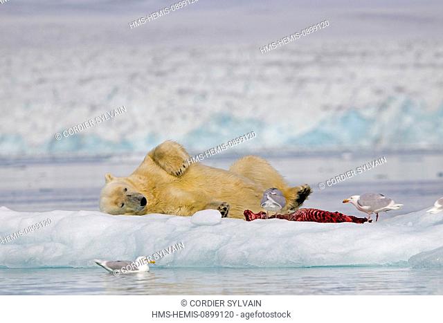 Norway, Svalbard, Spitsbergern, Polar Bear (Ursus maritimus) with pieces of a killed seal and Glaucous gull (Larus hyperboreus)