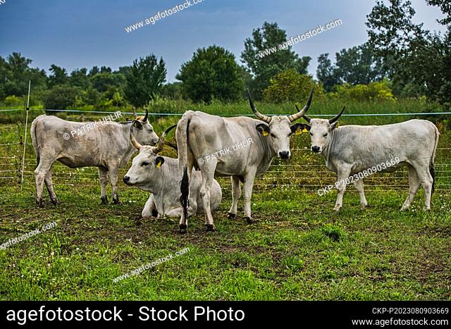 Hungarian grey cattle help to graze the grass in the Kosteliska bird park near Dubnany, Hodonin region, Czech Republic, August 9, 2023