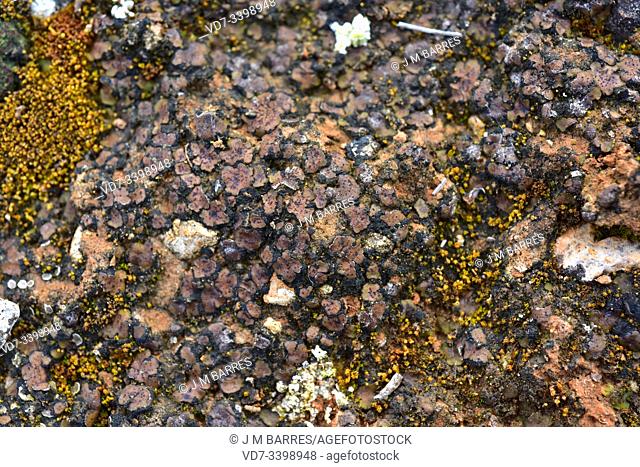 Catapyrenium squamulosum, Placidium squamulosum or Dermatocarpon trapeziforme is a squamulose lichen that grows on clay soils (photo) or calcareous soils