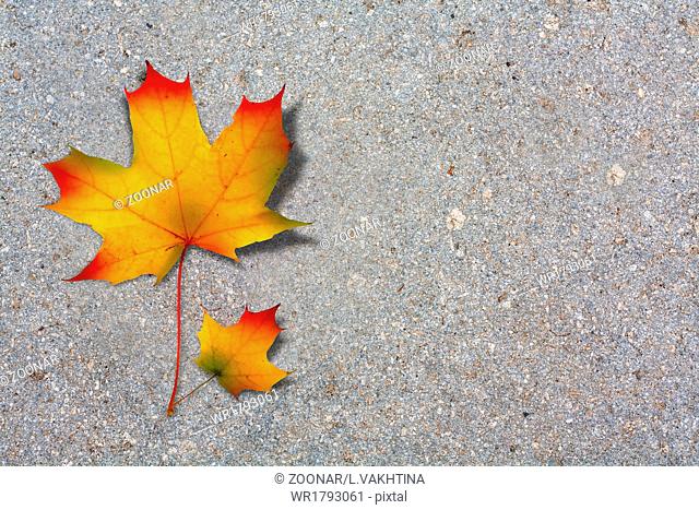 Autumn maple leaf on old paved road