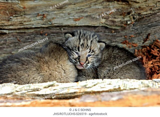 Bobcat, (Lynx rufus), two young siblings looking out of den portrait, Pine County, Minnesota, USA, North America