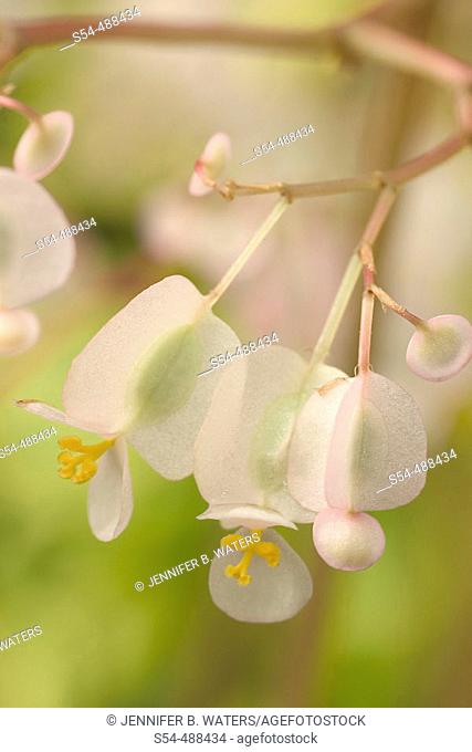 Pond Lily Begonia. Begonia x erythrophylla 'Helix'. Begoniaceae, Hybrid origin