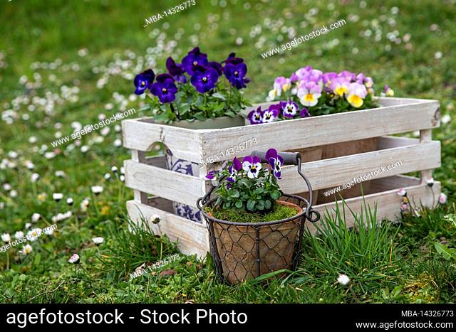 colorful horned violets (Viola cornuta) in pots stand in a wooden box