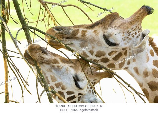 Two giraffes (Giraffa camelopardalis) eating the bark of twigs in the Gelsenkirchen Zoo, North Rhine-Westphalia, Germany