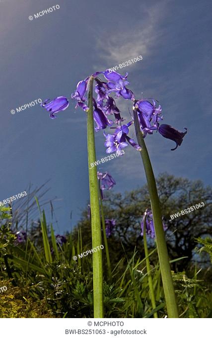 Atlantic bluebell Hyacinthoides non-scripta, Endymion non-scriptus, Scilla non-scripta, blooming in a maedow, Germany