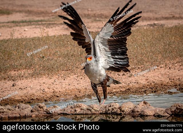 Secretary bird spreading his wings at a waterhole in the Kgalagadi Transfrontier Park, South Africa