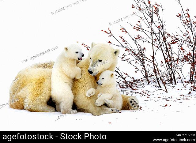 Polar bear mother (Ursus maritimus) lying down on tundra, with two new born cubs playing, Wapusk National Park, Manitoba, Canada