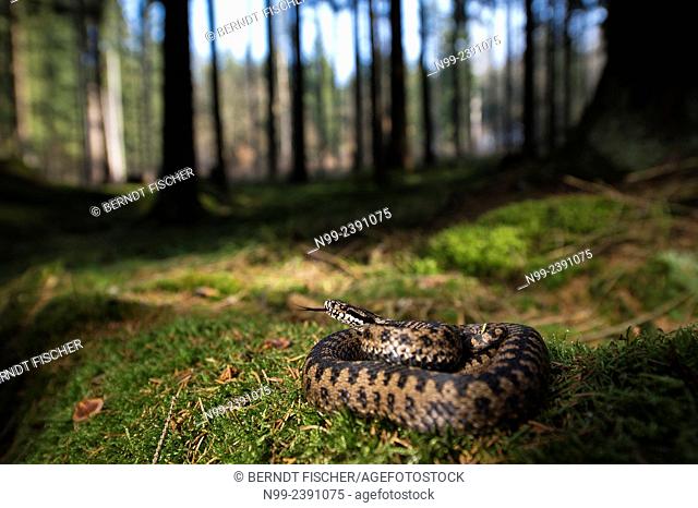 Adder (Vipera berus), curled up, female, darting the tongue in and out, Bavaria, Germany