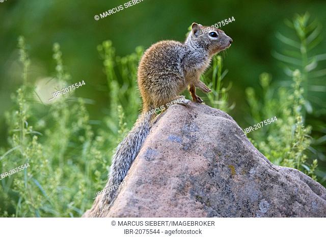 California ground squirrel (Otospermophilus beecheyi), Zion National Park, Utah, USA