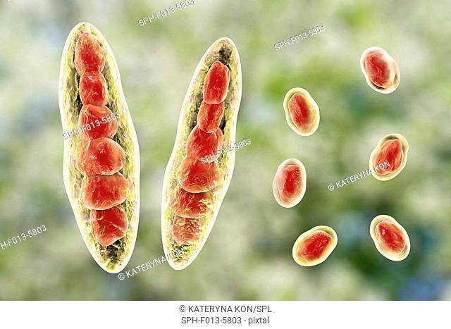 Computer illustration of Trichophyton mentagrophytes, the cause of athlete's foot (tinea pedis) and scalp ringworm (tinea capitus)