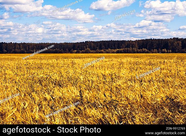 Golden Ripe Wheat Field, Sunny Day, Selective Soft Focus, Agricultural Landscape, Growing Wheat, Cultivate Crop, Autumnal Harvest Season Concept