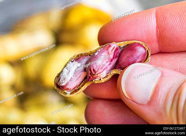 Warm peanut with shell and red skin in hand in Don Mueang Bangkok Thailand