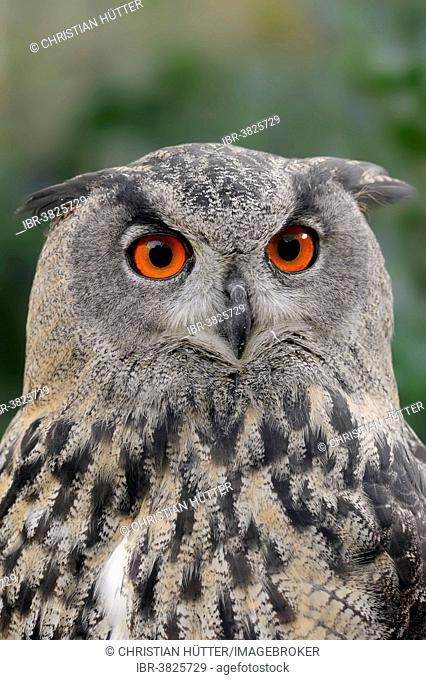 European or Eurasian Eagle-owl (Bubo bubo), portrait, captive, Germany