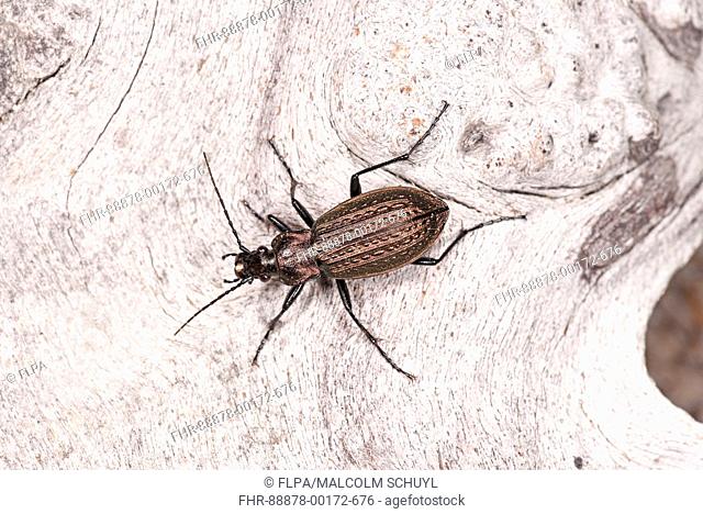 Granulated Ground Beetle (Carabus granulatus) adult at rest on wood, Monmouth, Wales, August