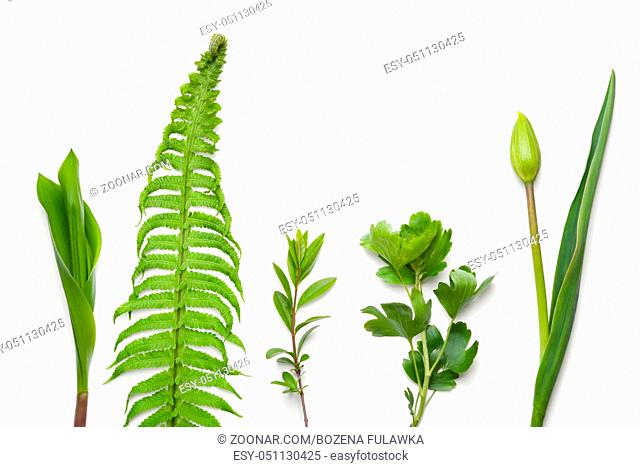 Green plants isolated on white background. Flat lay. Top view