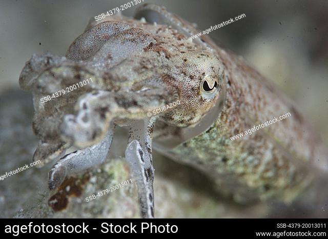 Pygmy Cuttlefish, Sepia bandensis, macro photography, Mabul, Sabah, Malaysia, Borneo