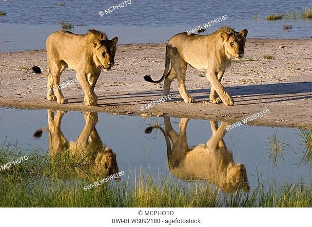 lion Panthera leo, two young males at a waterhole, Namibia, Etosha NP